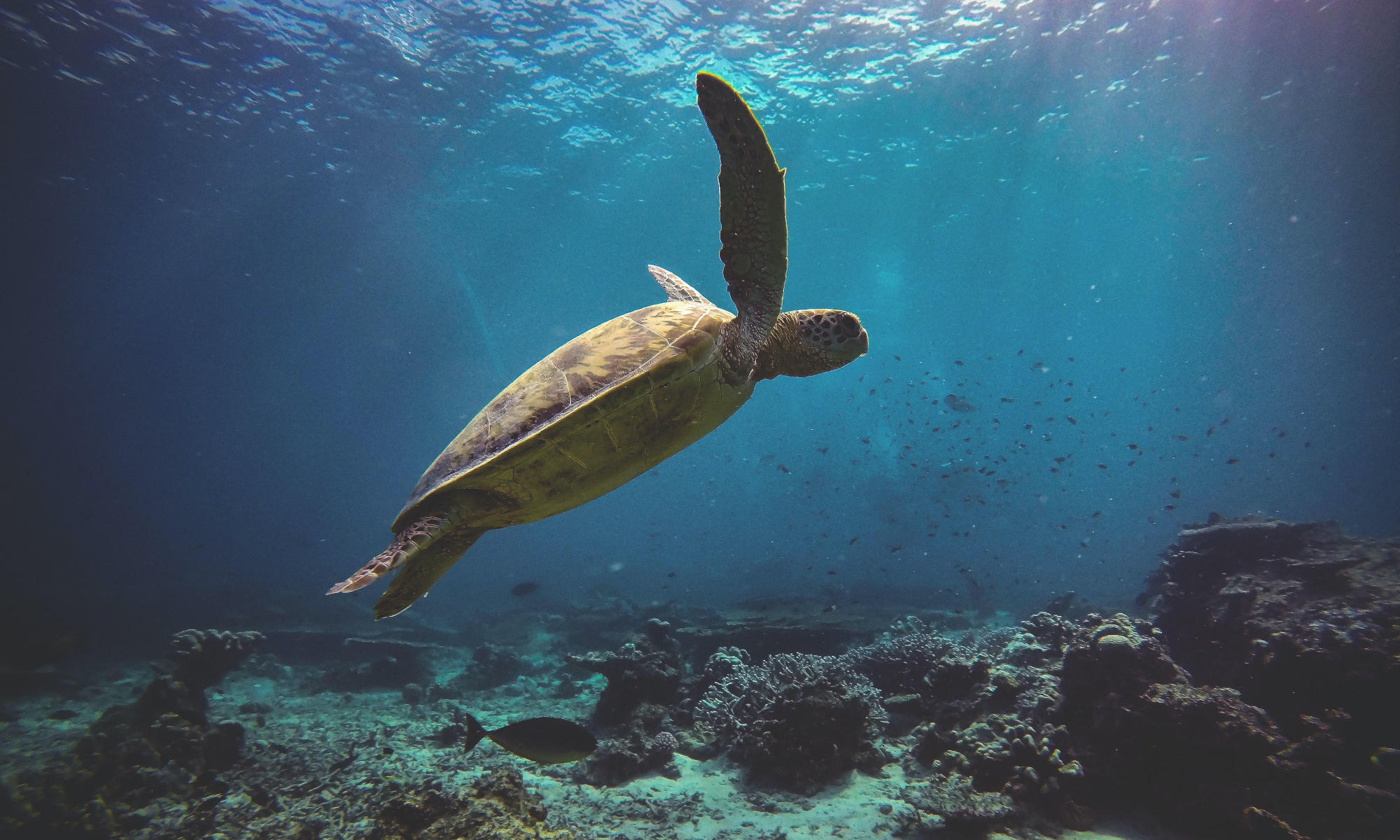Entdecken Sie Schildkröten bei einem Tauchgang vor Teneriffa